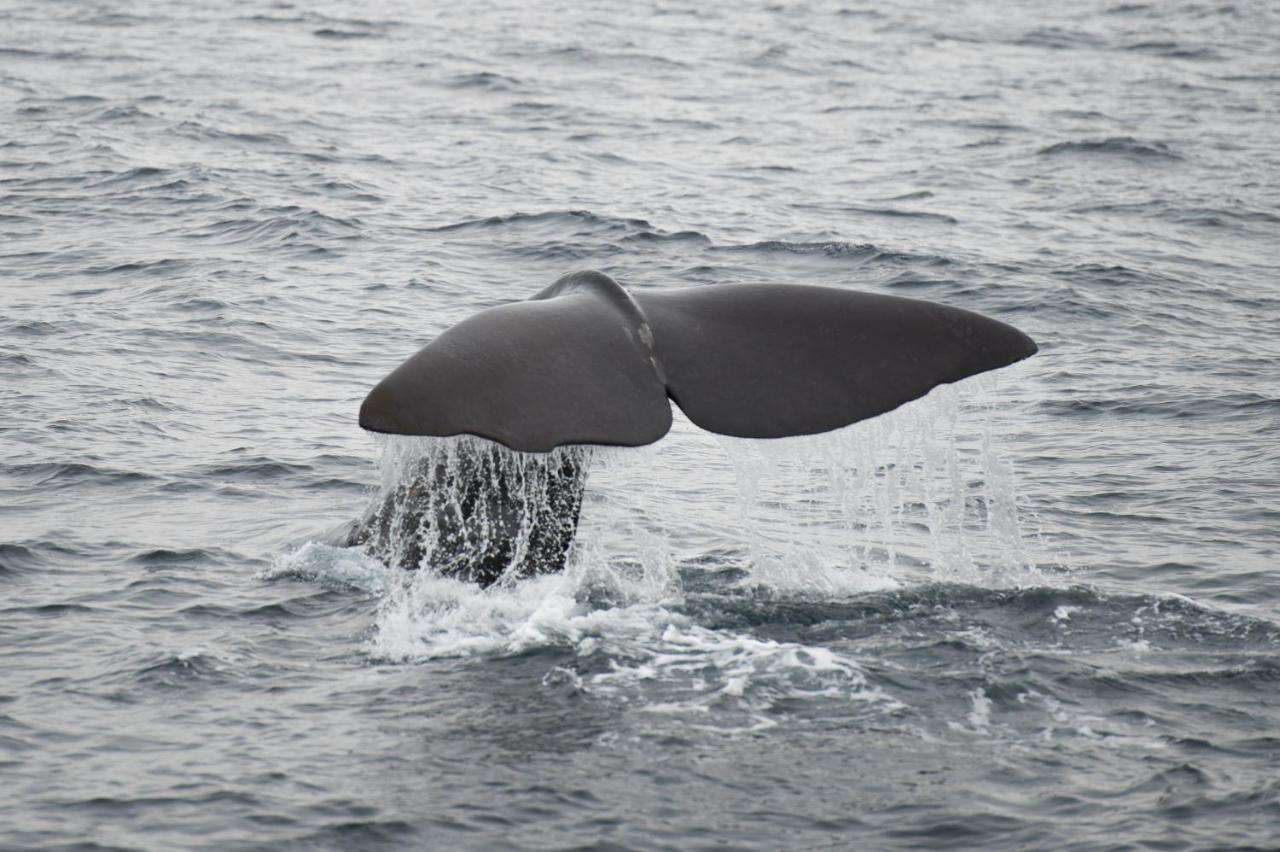 Apt 101 - Andenes Whale Safari Apartments Exteriér fotografie
